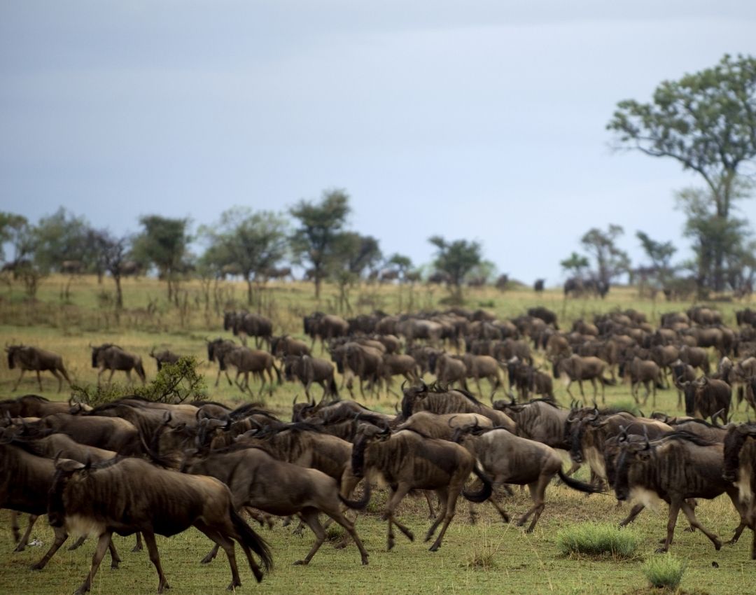 tick bird serengeti