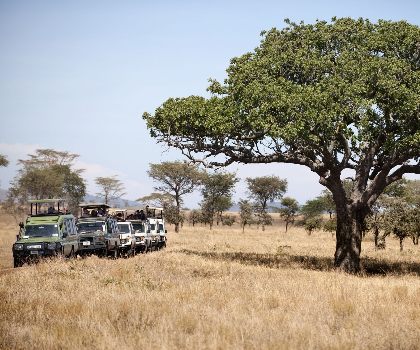 tick bird serengeti